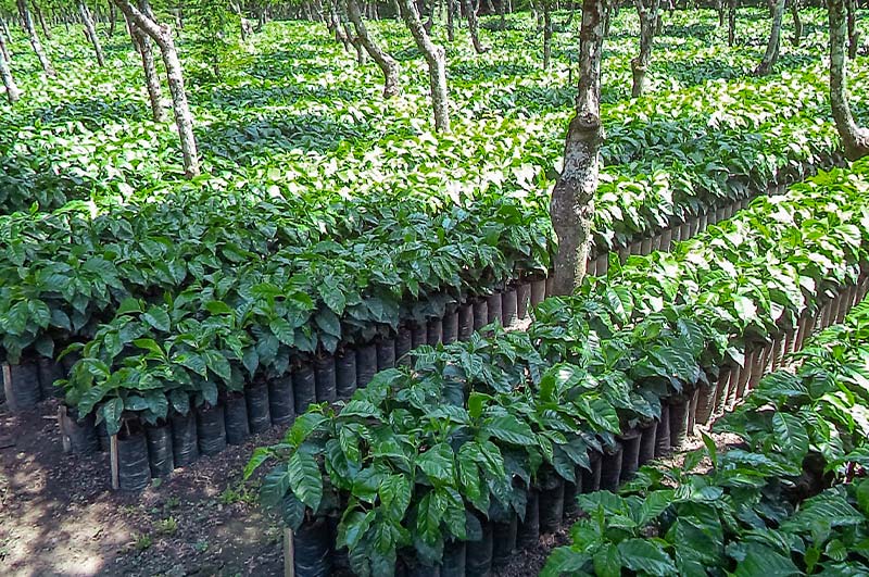 日よけの木を植えてコーヒーを栽培しています。